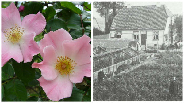 Роза сорт Sparrieshoop, фото с сайта rossroses.com.au. Хозяйство Кордесов в 1900 году, фото с сайта newflora.com