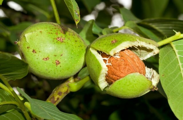 Листья грецкого ореха применяются в народной медицине. © plantura.garden  
