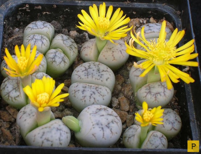 Топ 15: Самые странные растения на Земле (16 фото)