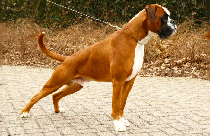 boxer