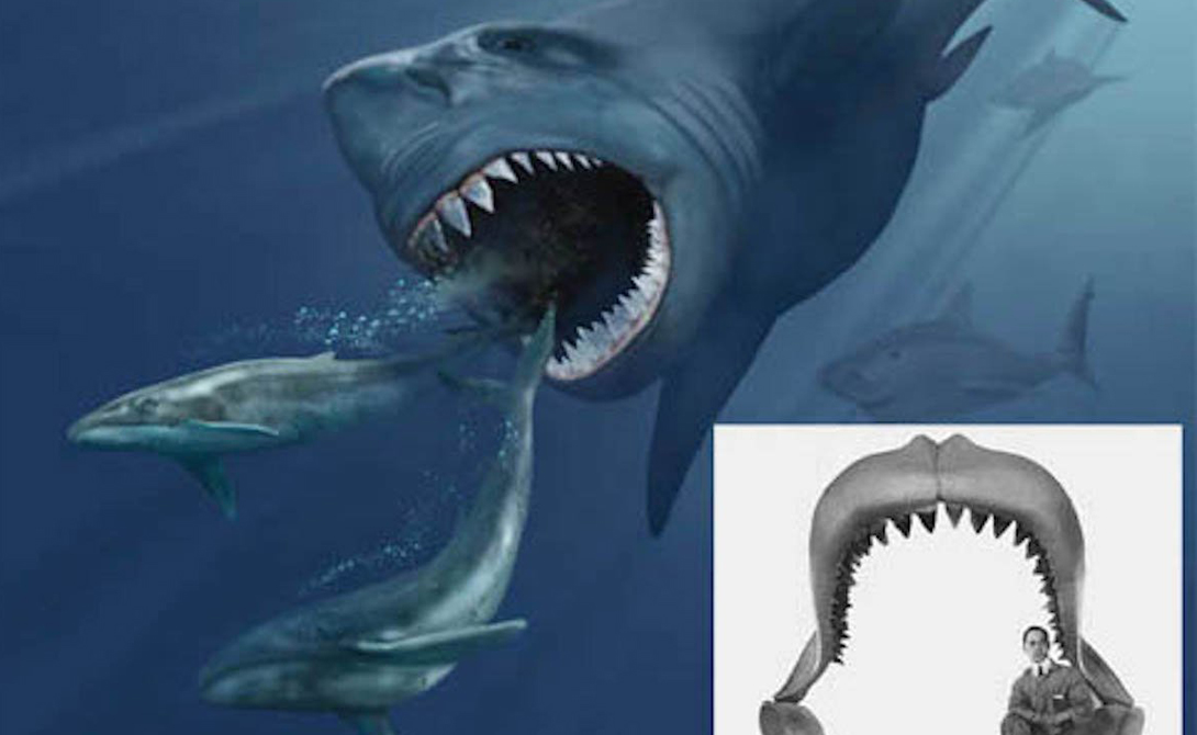 Самые странные акулы, известные нам сегодня