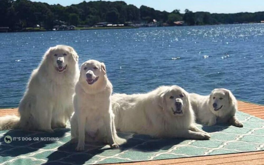 It's summer and it's hot, hot, hot. We're all melting, so take some tips from these Great Pyrenees trying to beat the heat.