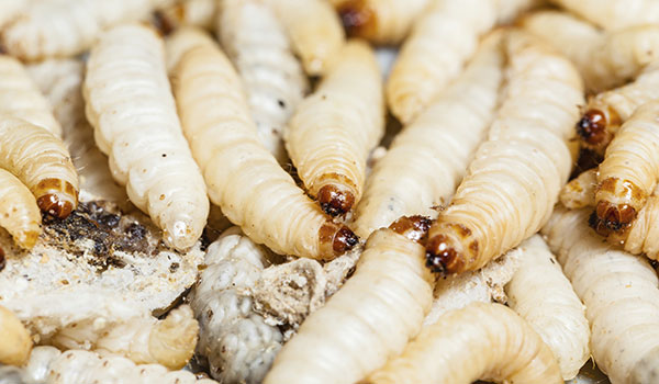 7 насекомых, которых вы едите и даже не знаете об этом (7 фото)