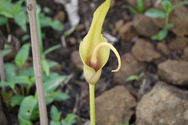 Amorphophallus commutatus.