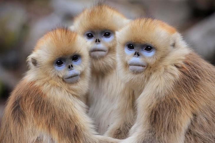 Золотистые курносые обезьяны. Фото