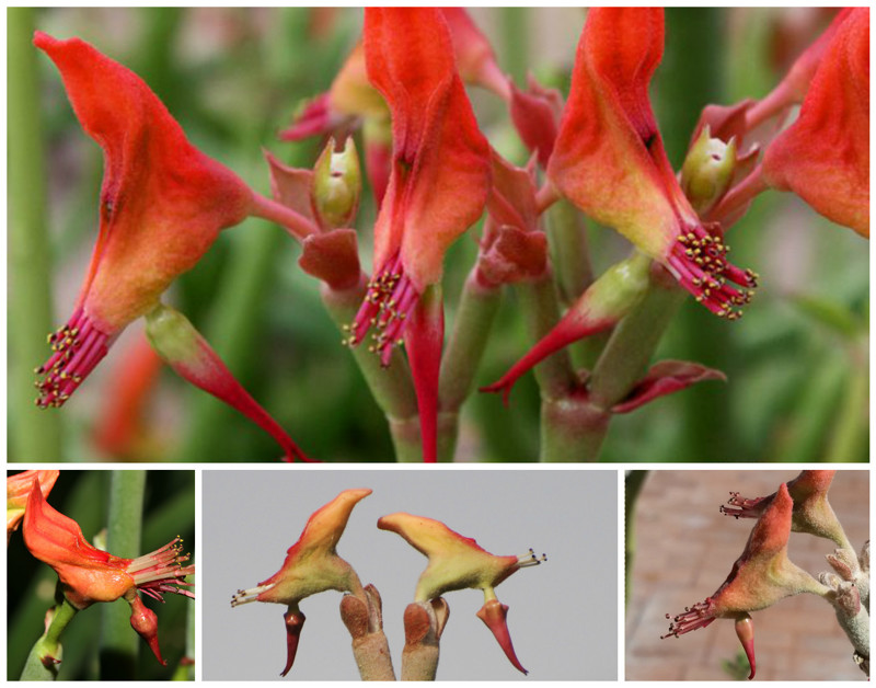 (Euphorbia lomelii) красота, особенные, природа, растения, флора, цветы