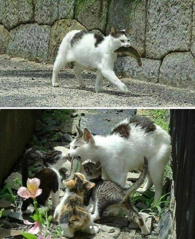 Очарование животных: моменты, которые заставляют улыбаться  