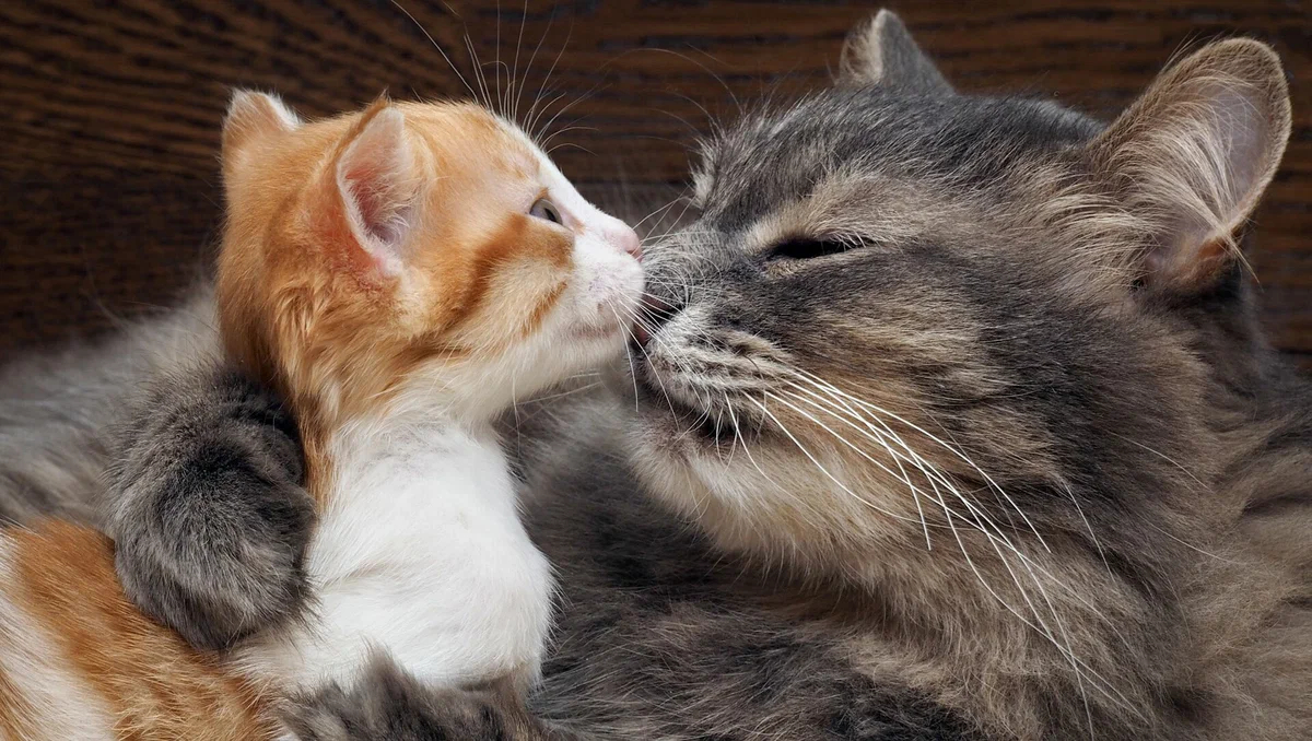 Кошки - мамочки