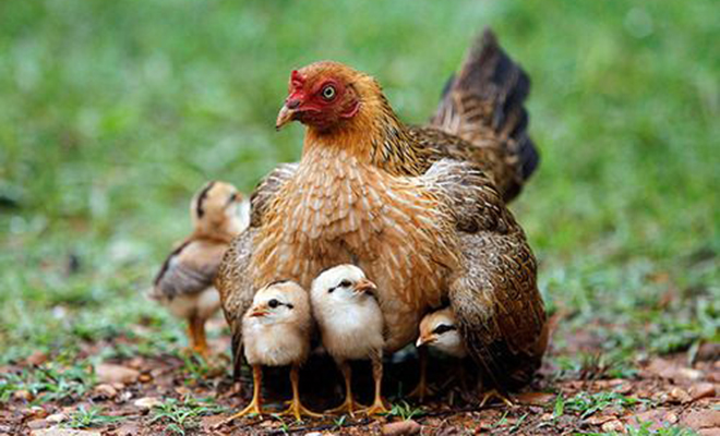 Орел посчитал цыплят легкой целью, но курица встала на защиту и заставила хищника бежать Культура