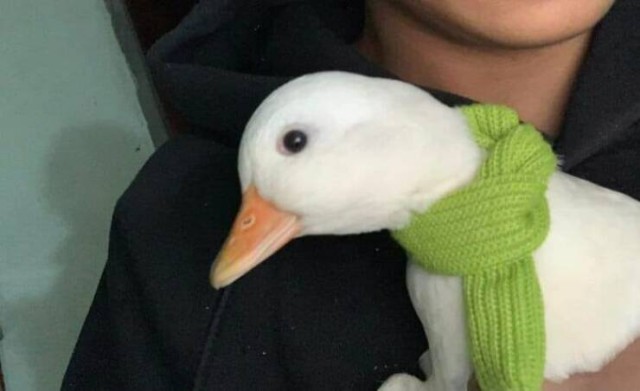 Очарование животных: моменты, которые заставляют улыбаться  