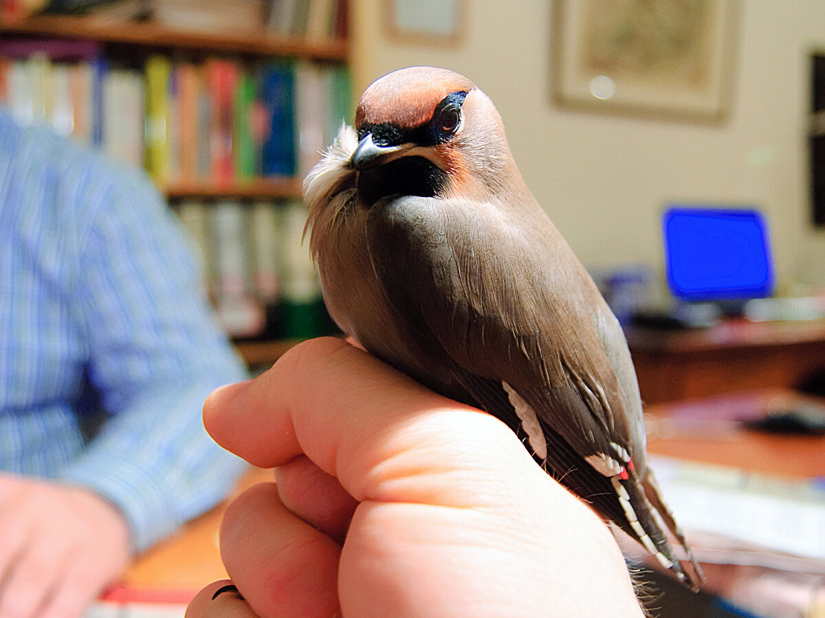 Свиристель — кочующая птица с хохолком на голове: 10 особенностей «лесного попугая»