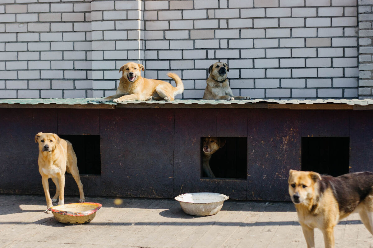 Активистка из Нижнекамска грозится выпустить на улицы 150 ранее пойманных собак