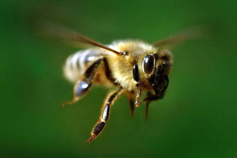 7. Полёт пчелы животные, насекомые, пчёлы, факты