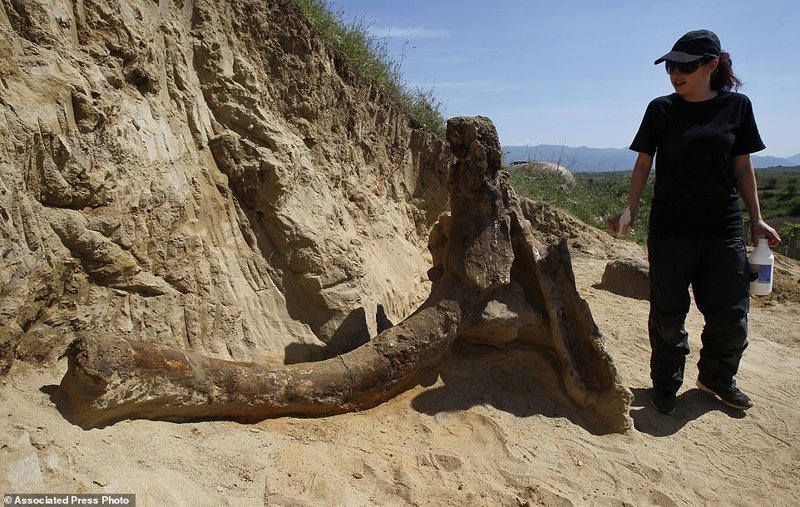 Фермеры наткнулись на останки древнего «слона» ynews, находка, палеонтология, раскопки, слоны