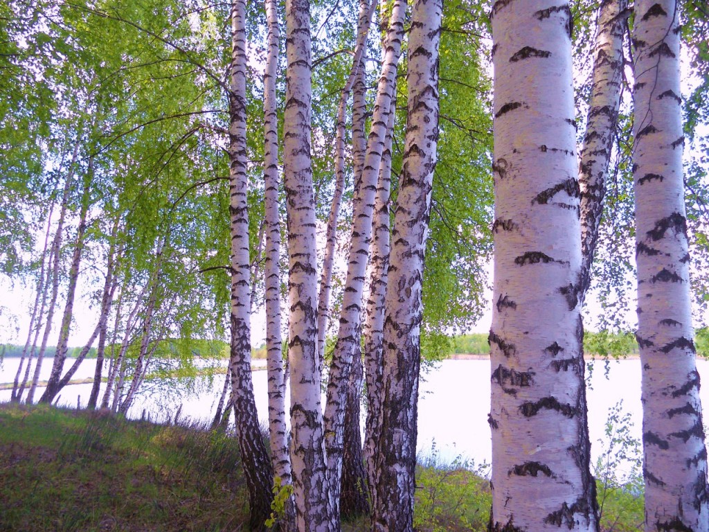сердцевидные, фото русских берез основе