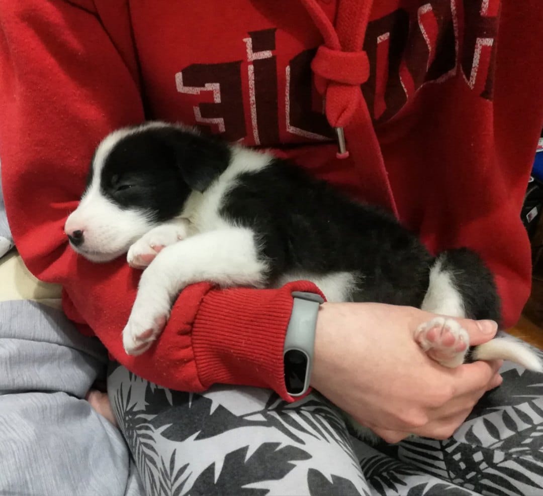 щенок на руках