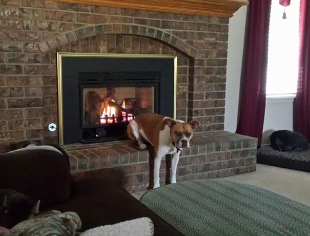My Dog, Enjoying The Finer Things In Life My Dog, Enjoying The Finer Things In Life