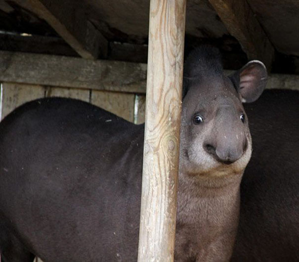 Этим животным никогда не стать звездами Animal Planet