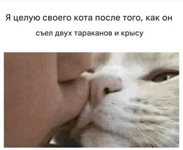 Прикольные картинки и мемы с котофеями : «Человек, я дома!»  