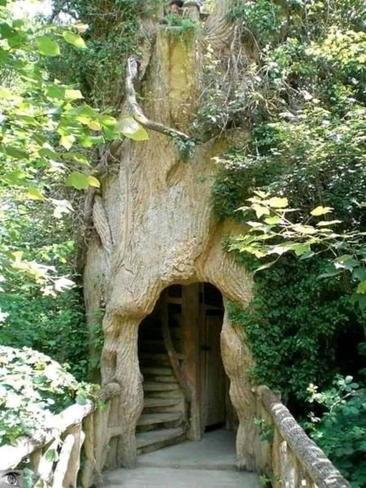 лестница в стволе дерева