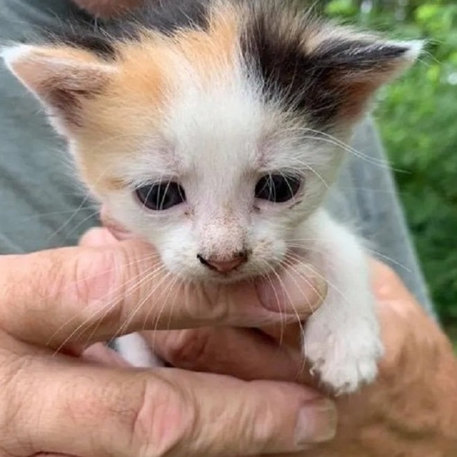 Котенок в руках