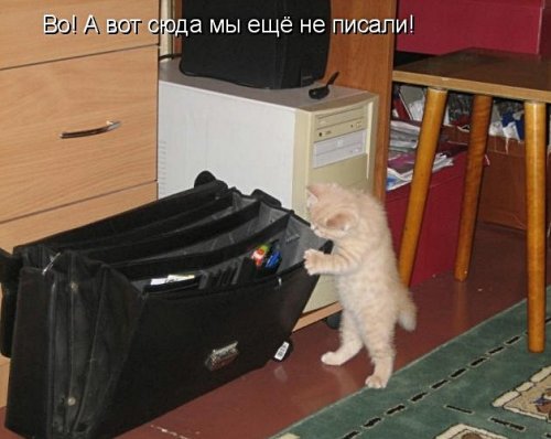Детская котоматрица (17 шт)