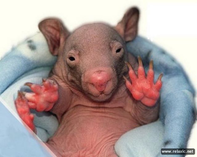 newborn-wombats_002