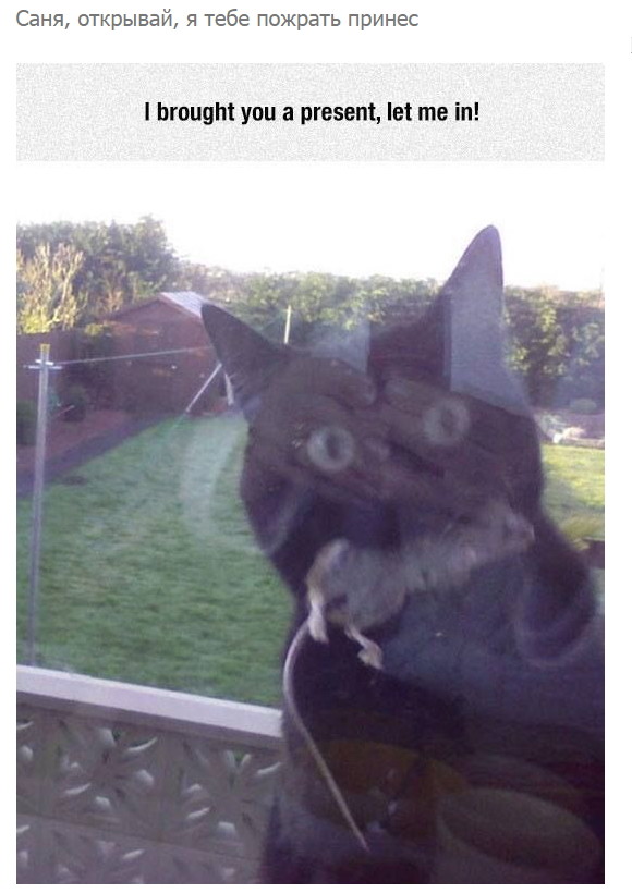 Смешные комментарии и высказывания из социальных сетей высказывания, комментарии, прикол