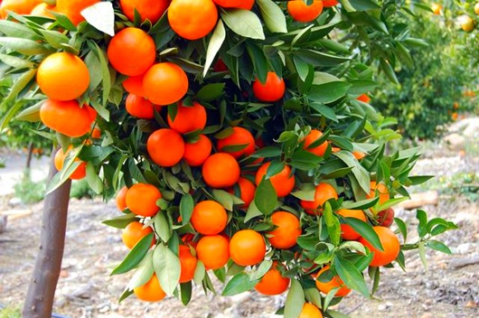 mandarinovoe-derevo