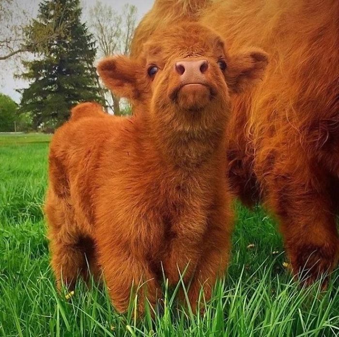 Cute-Baby-Highland-Cattle-Calves