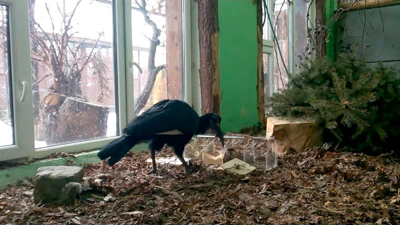 В Калининградском зоопарке провели тест на интеллект для абиссинских рогатых ворон