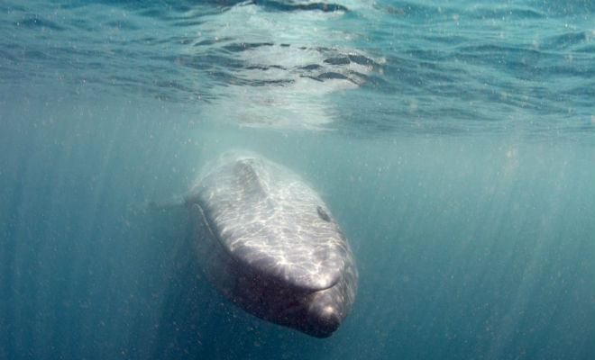 Самый большой кит в мире выплыл навстречу дайверу Культура
