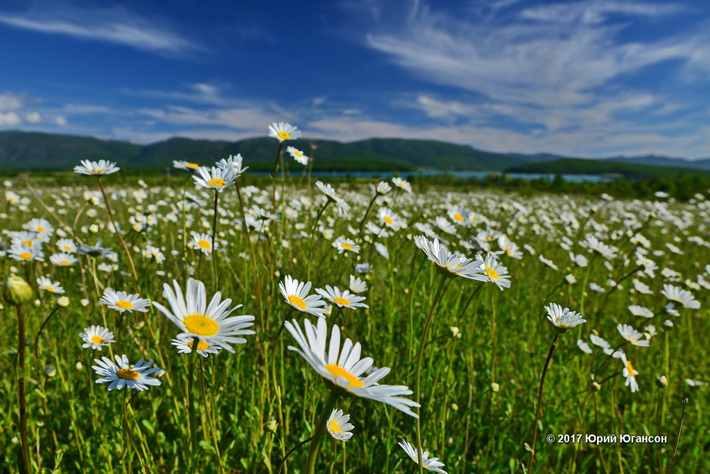 Крымская Ромашка