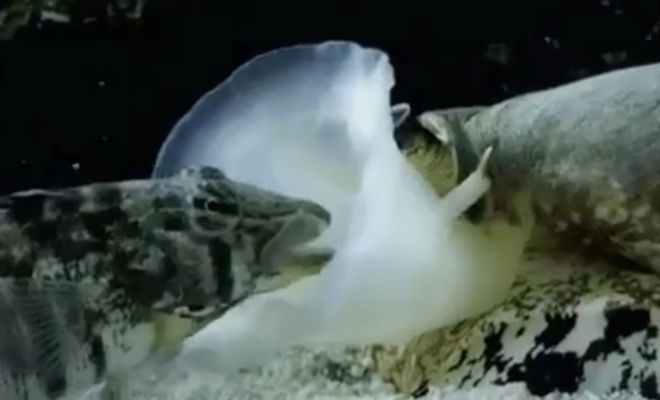 Странное подводное существо засосало рыбу целиком. Видео