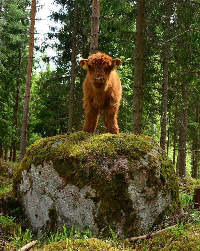 Cute-Baby-Highland-Cattle-Calves