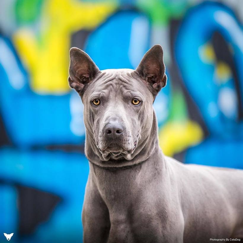 Фотограф из США делает потрясающие портреты собак по всему миру Фотограф из США делает потрясающие портреты собак по всему миру животные,Путешествия,фото