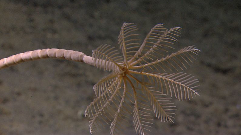 Морская лилия. Фото взято с сайта: https://commons.wikimedia.org/wiki/File:NOAA_stalked_crinoid.jpg