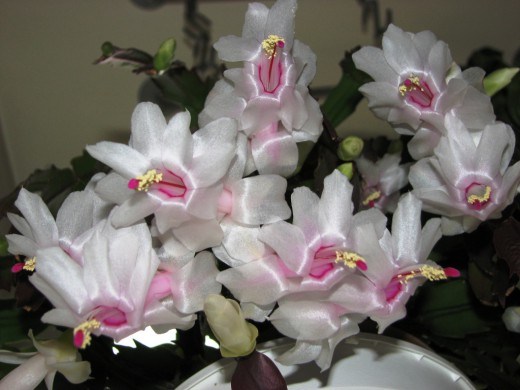 http://www.botanichka.ru/wp-content/uploads/2009/11/Schlumbergera-21-520x390.jpg
