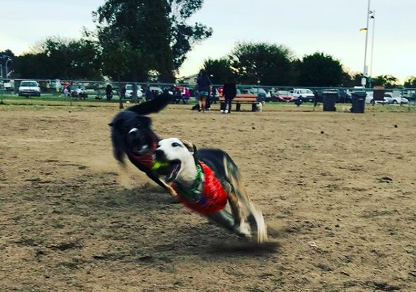two-dogs-running-at-park