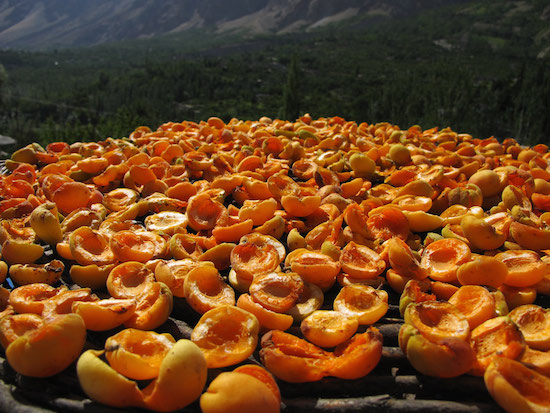 Картинки по запросу Hunza Apricot хиппи