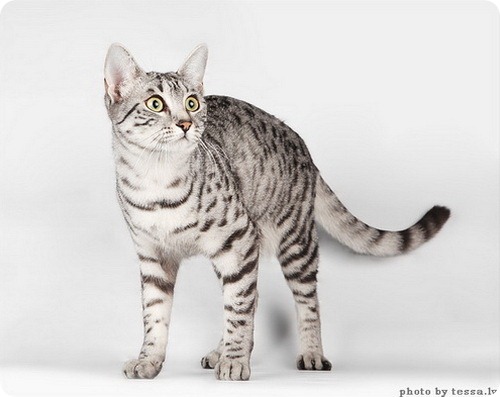 Египетская мау