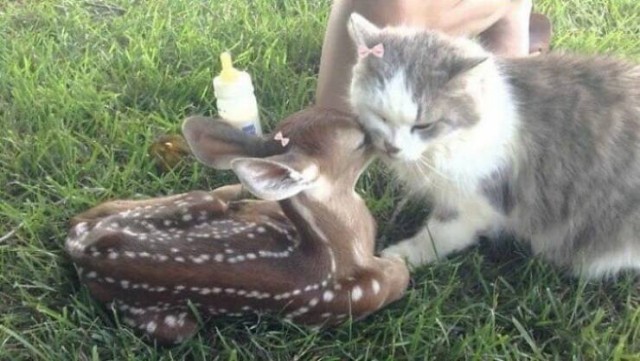 Очарование животных: моменты, которые заставляют улыбаться  