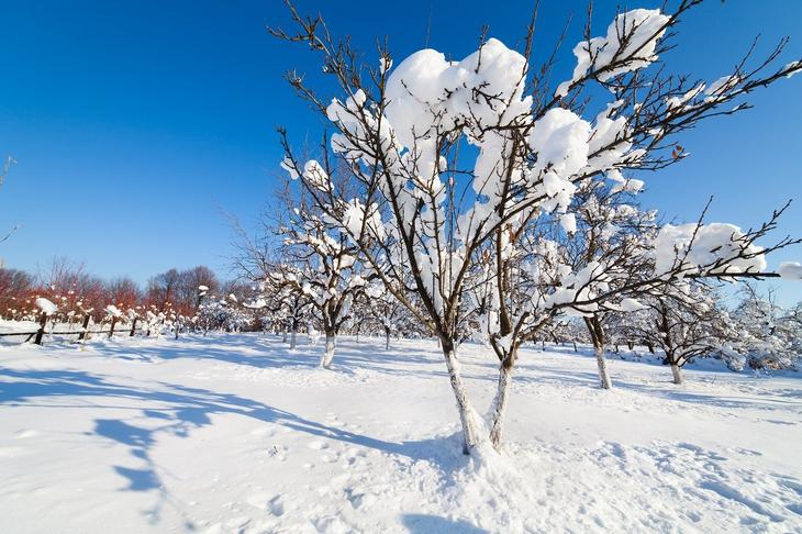 Дерево в снегу 