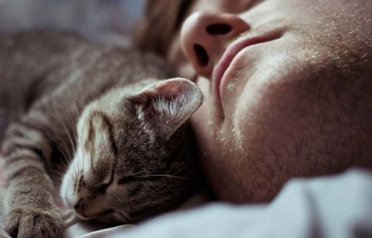 Если кошка любит спать в вашей постели, что это значит?