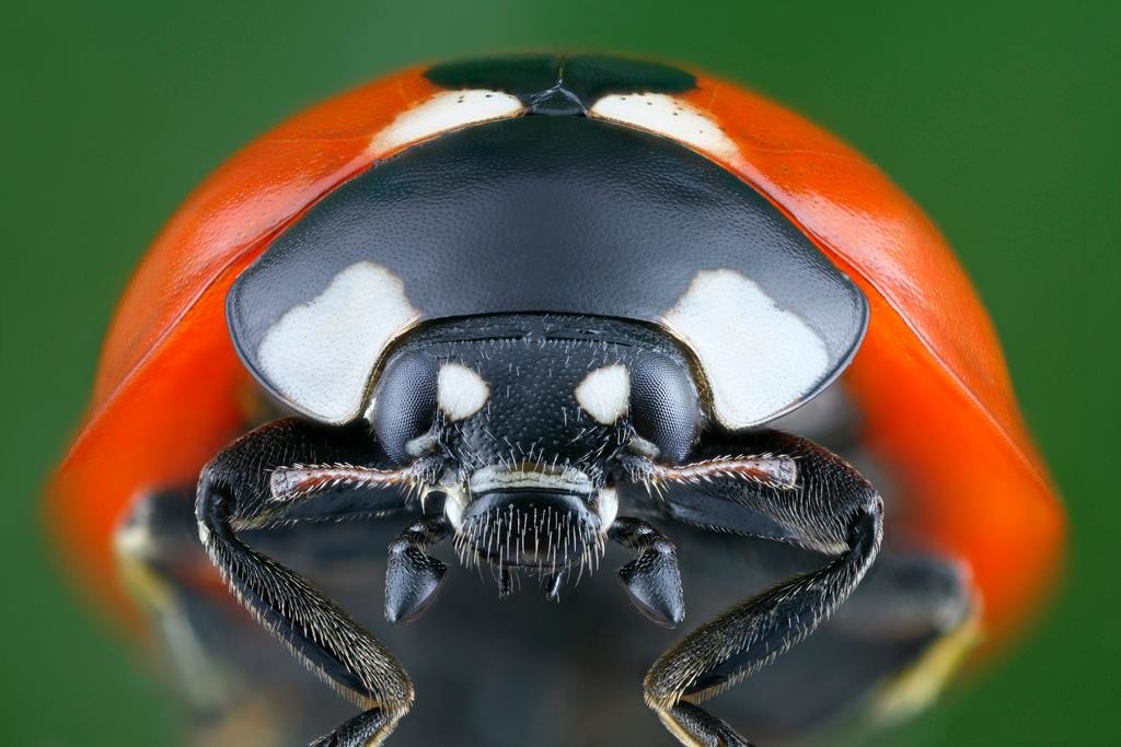 Суперхищники. Coccinellidae