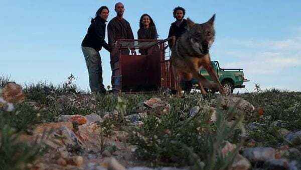 «Это же волк», — говорили все, «Так ему и надо». Но мужчина достал сбитого чьим-то автомобилем волка из канавы и вот, что произошло потом! «Это же волк», — говорили все, «Так ему и надо». Но мужчина достал сбитого чьим-то автомобилем волка из канавы и вот, что произошло потом! истории из жизни