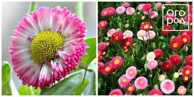 30 ярких цветов, которые можно сеять в открытый грунт в мае цветы