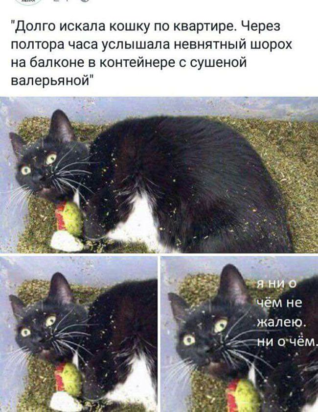 Фотоподборка котов, с которыми никогда не соскучишься! картинки,супер