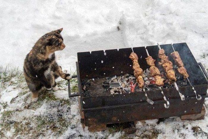 Животные, которые заставят вас улыбнуться