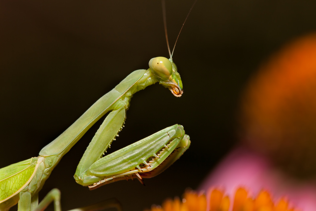 10 хладнокровных убийц из мира животных животные,интересное,каннибализм,сексуальный каннибализм